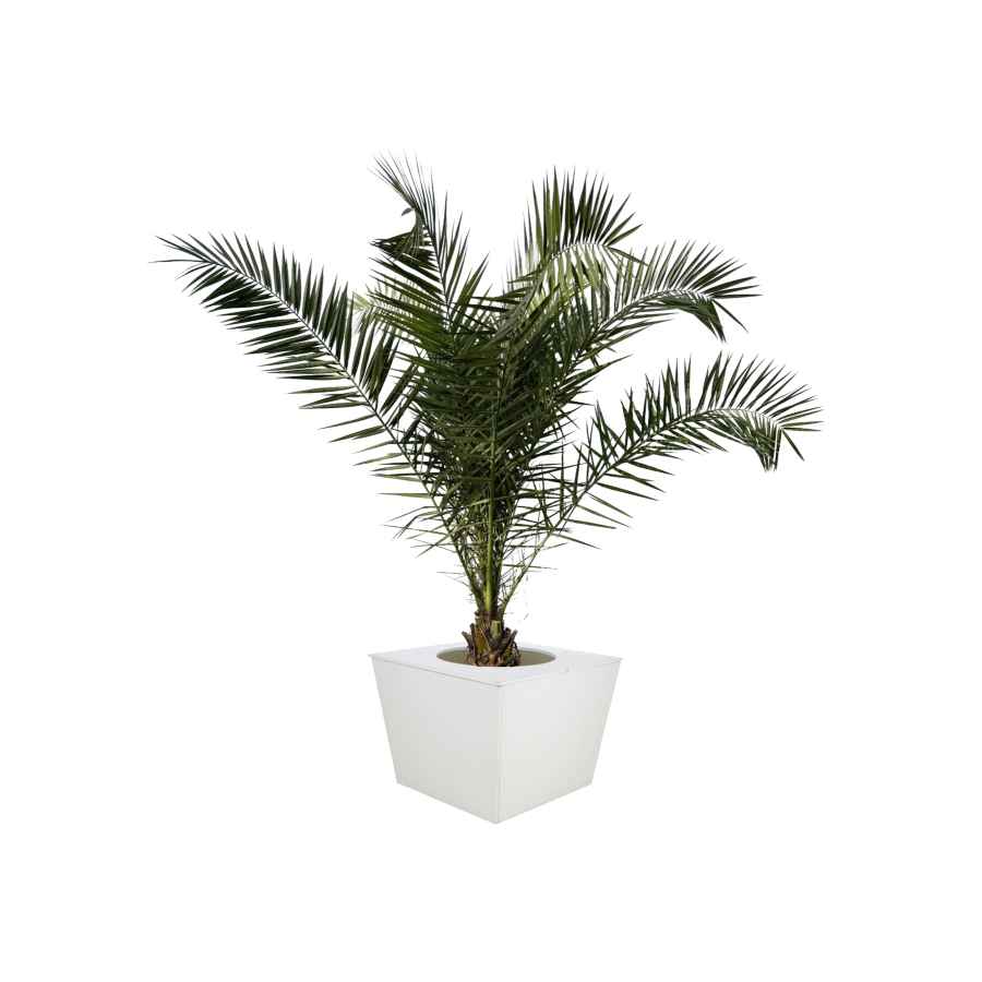 Palm